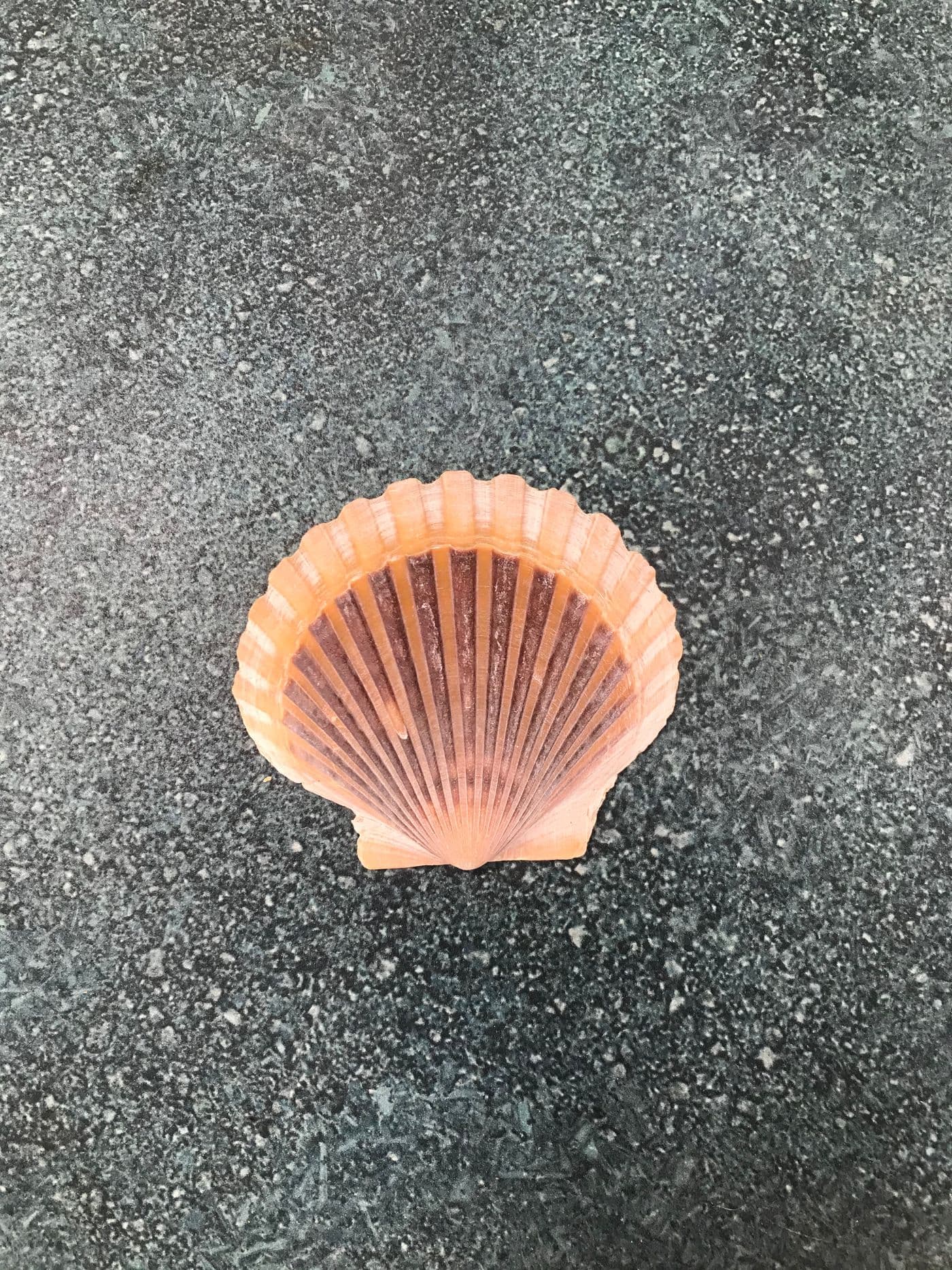 A bay scallop shell
