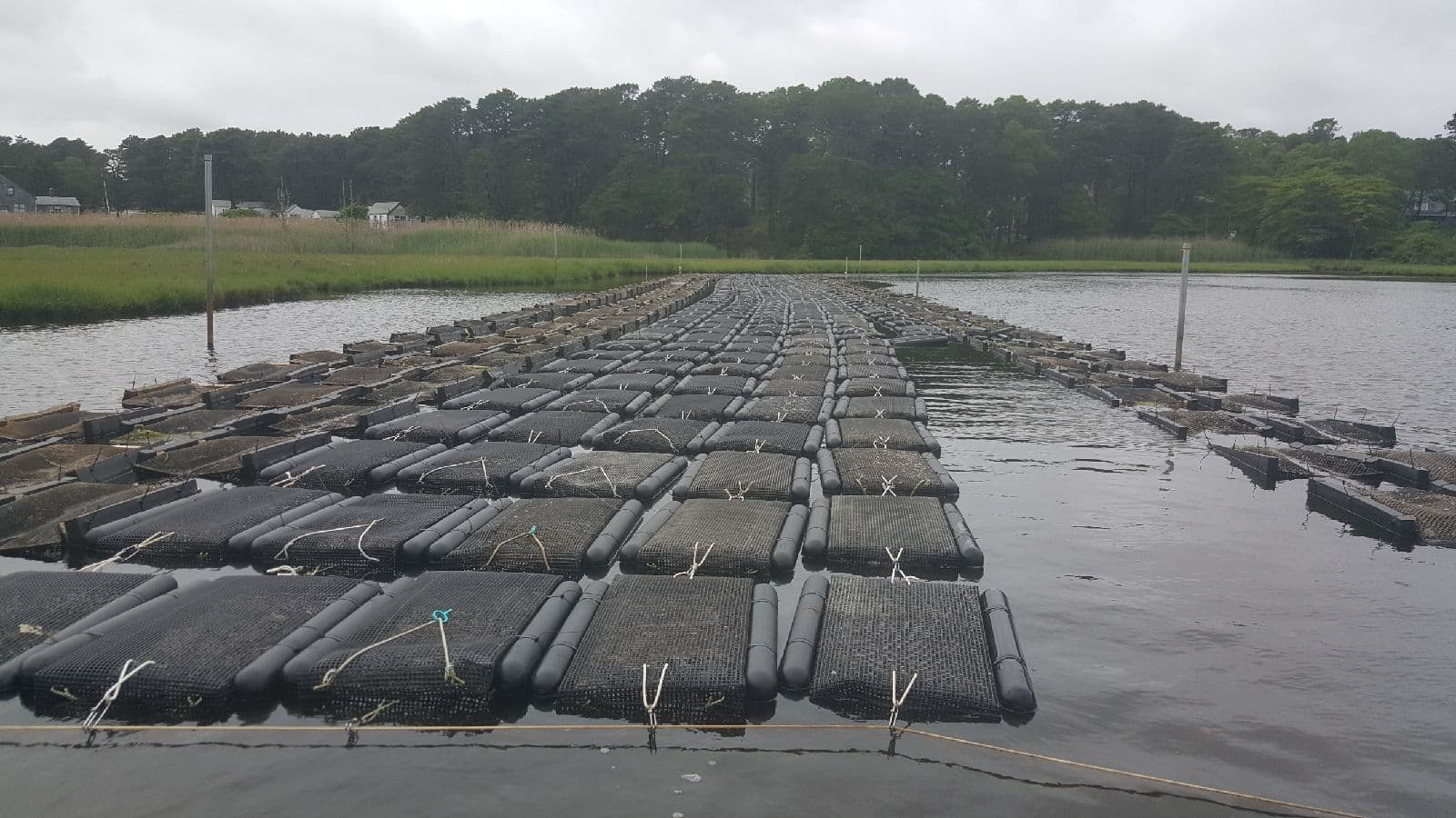 Rows of floating oyster bags on the Cape Cod farm