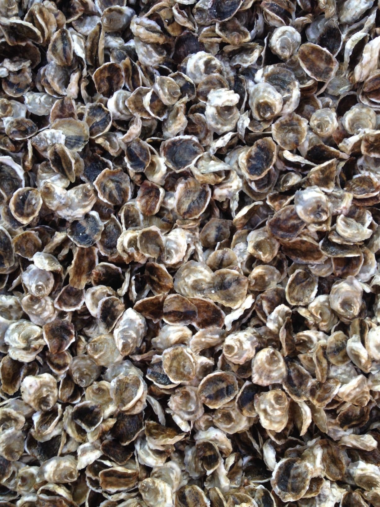 Oyster seed by the thousands in the nursery
