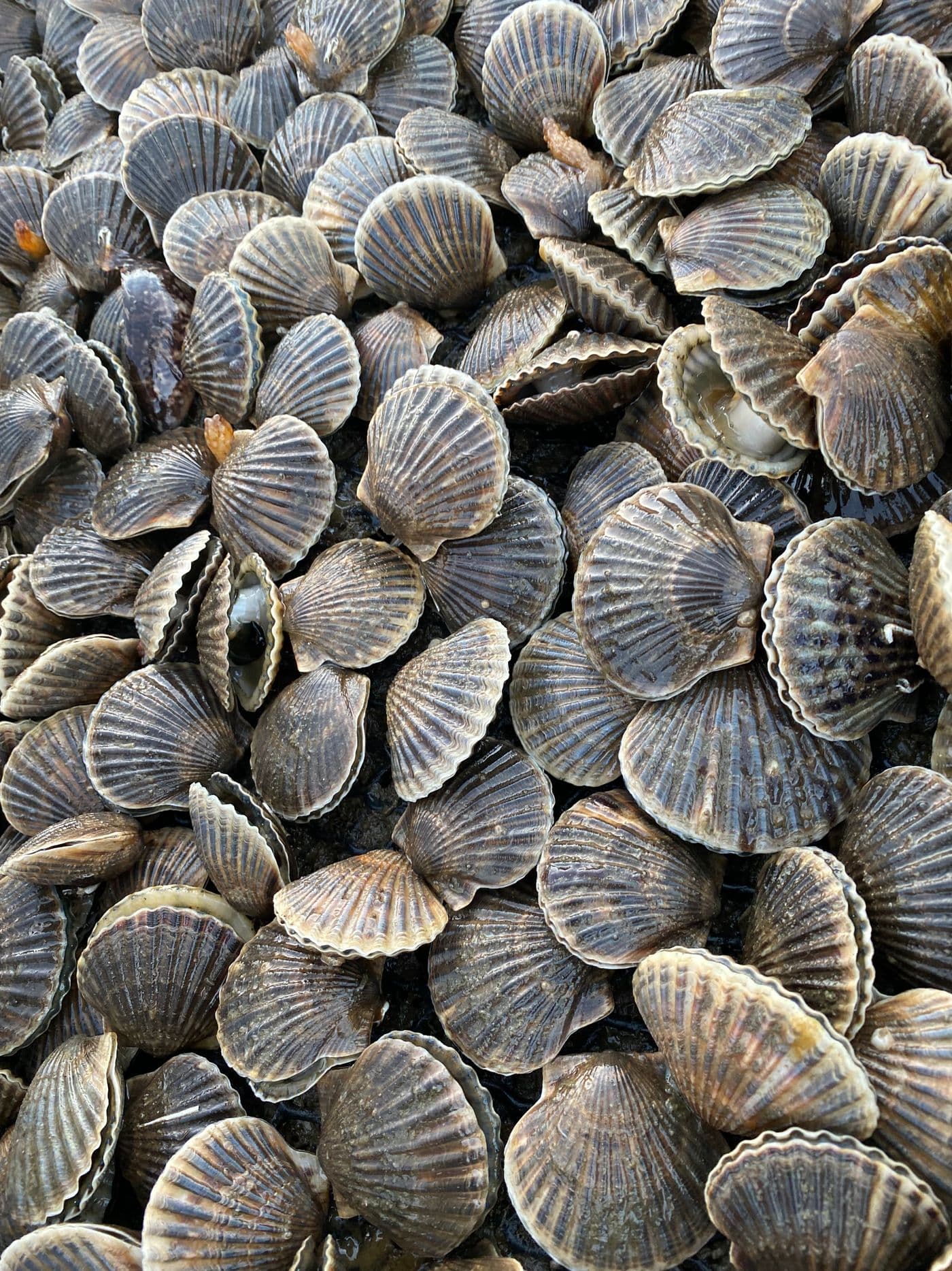 Bay Scallops from our Cape Cod farms