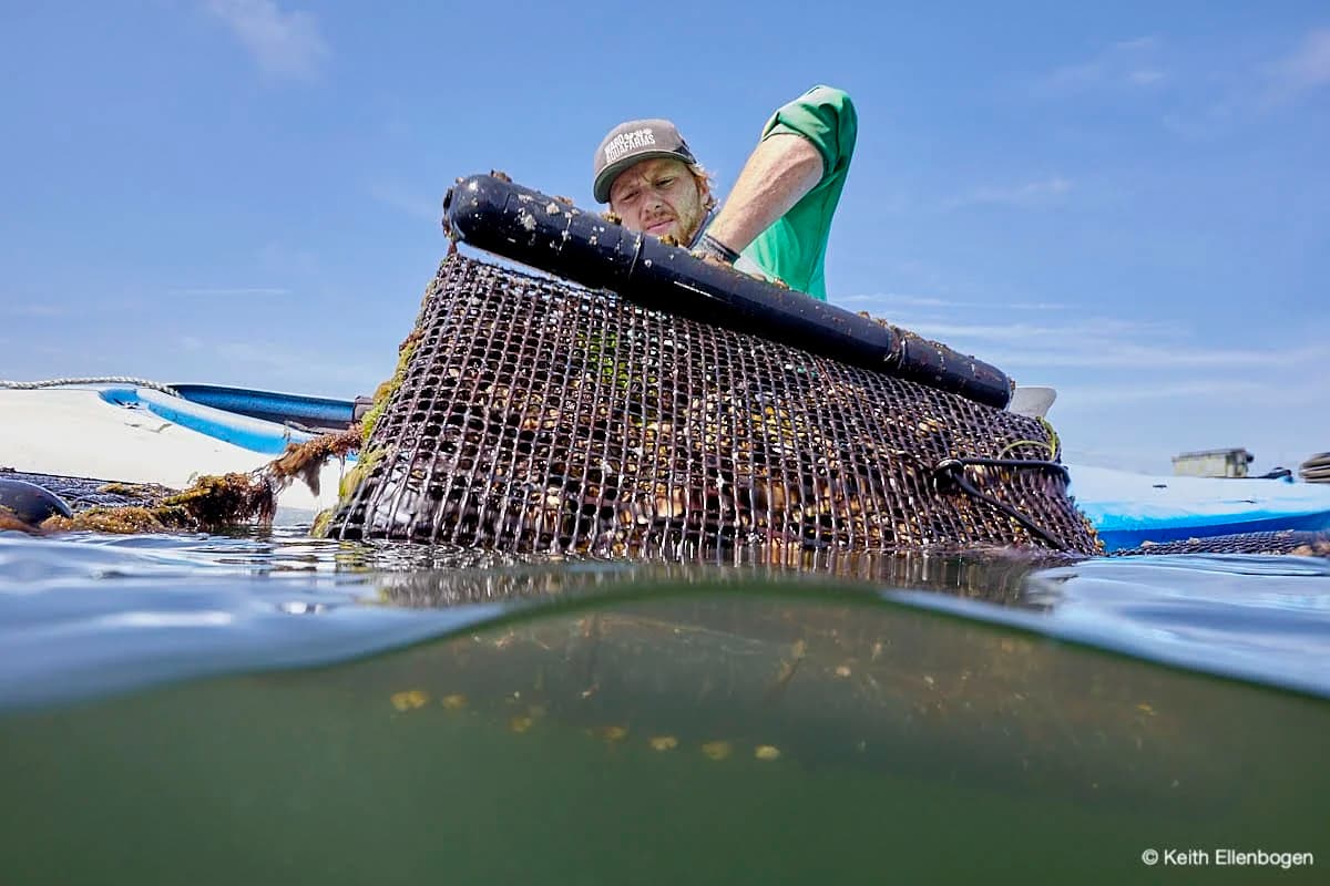 A farmer lifting an oyster cage at the waterline, seen half above and half below the surface