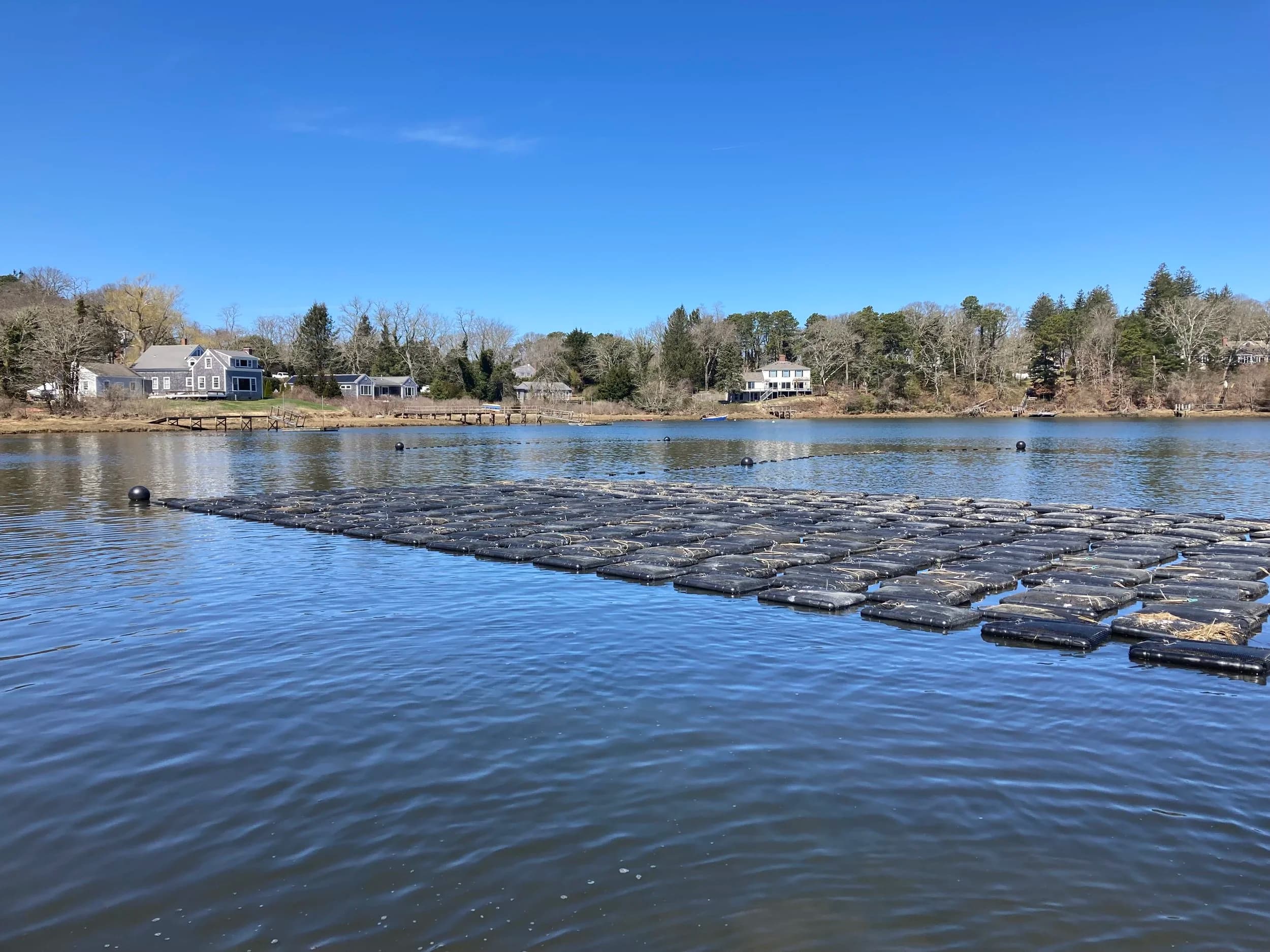 Floating oyster gear at a Ward Aquafarms grow site