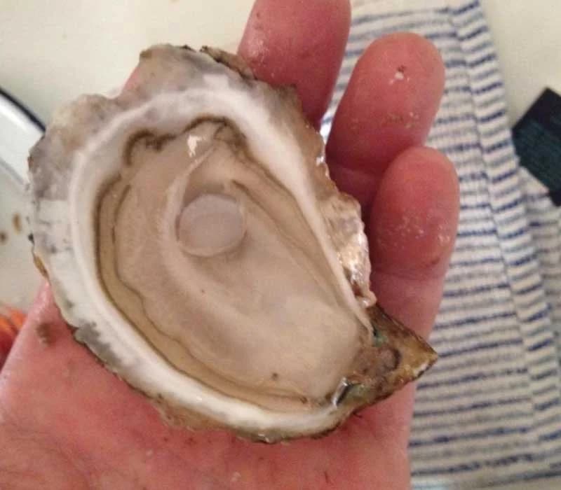 A freshly shucked Ward Aquafarms oyster held in a hand