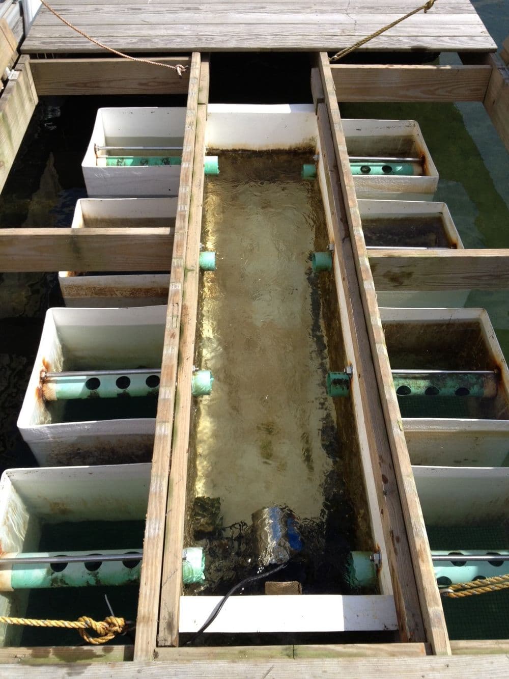 FLUPSY trough and silos in operation