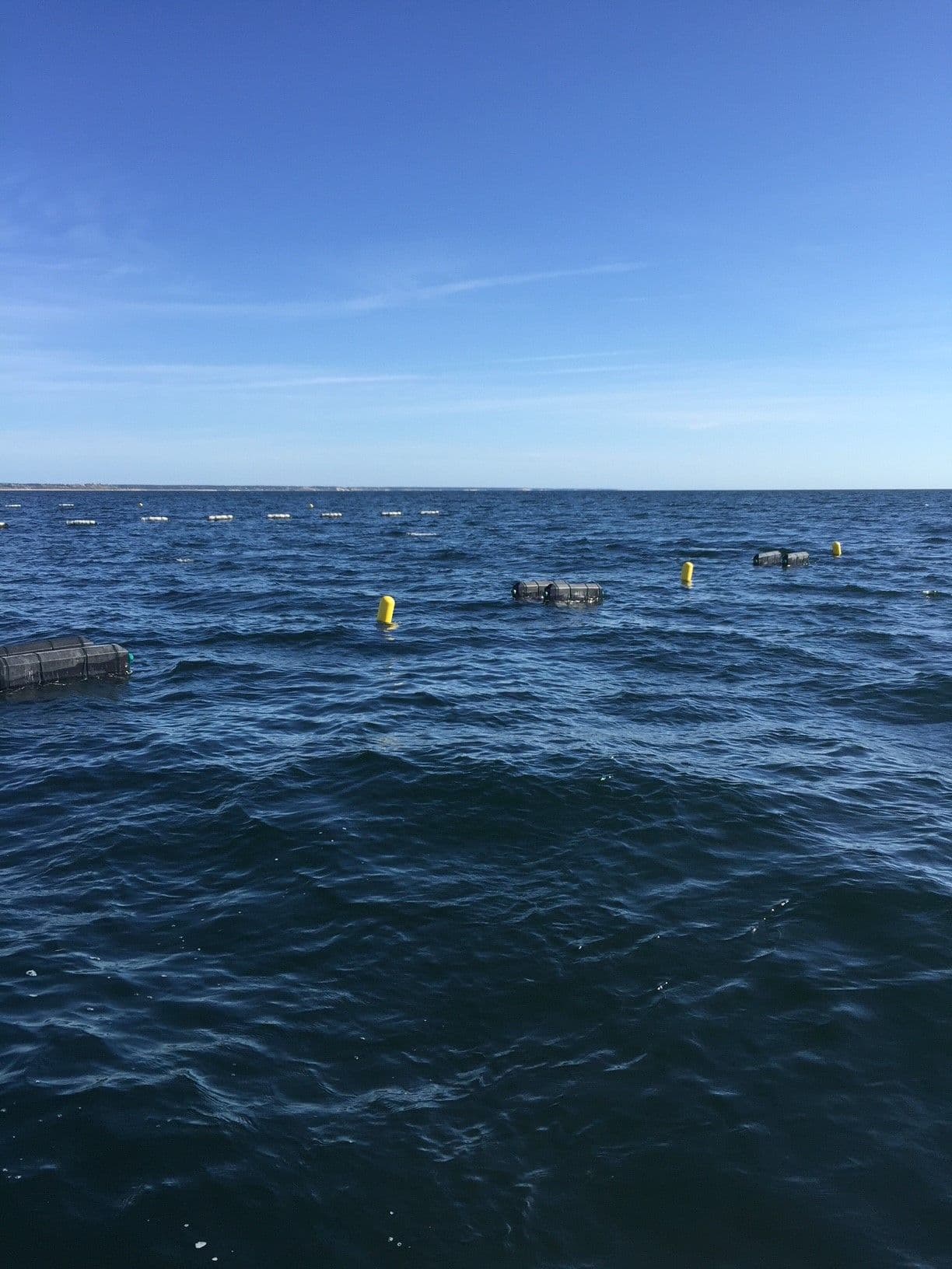 Cages and yellow marker buoys riding on open blue water