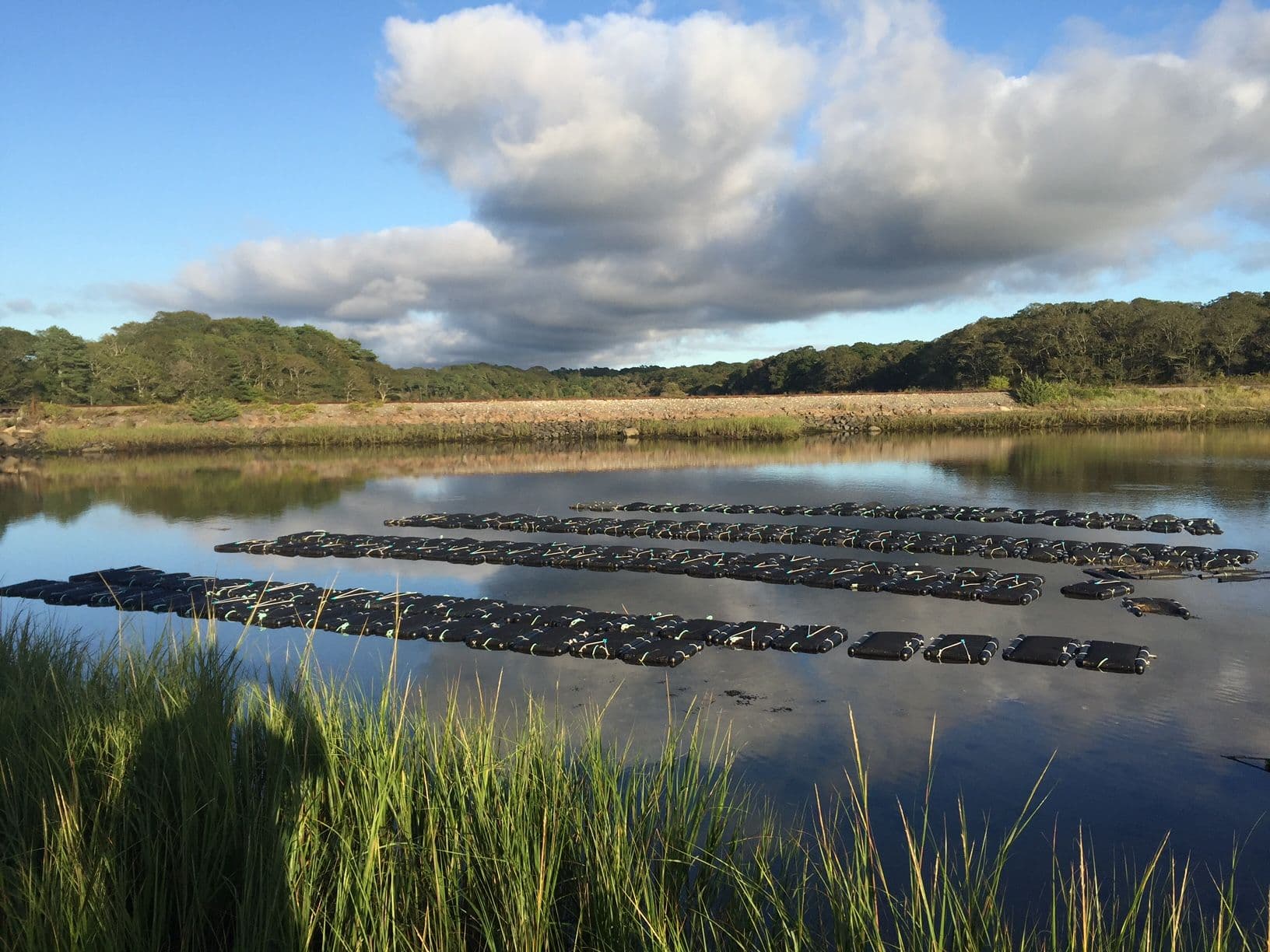 Rows of floating oyster bags on the nursery pond under big clouds