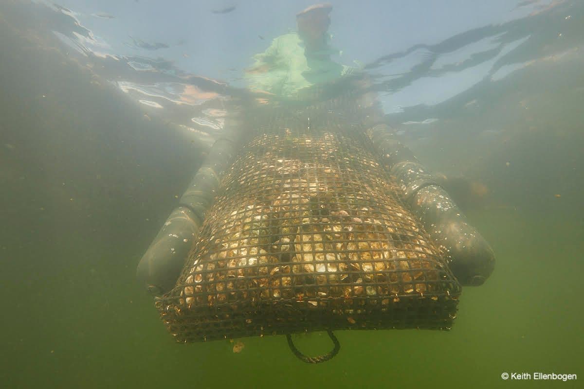 An oyster bag being flipped, seen from below the surface