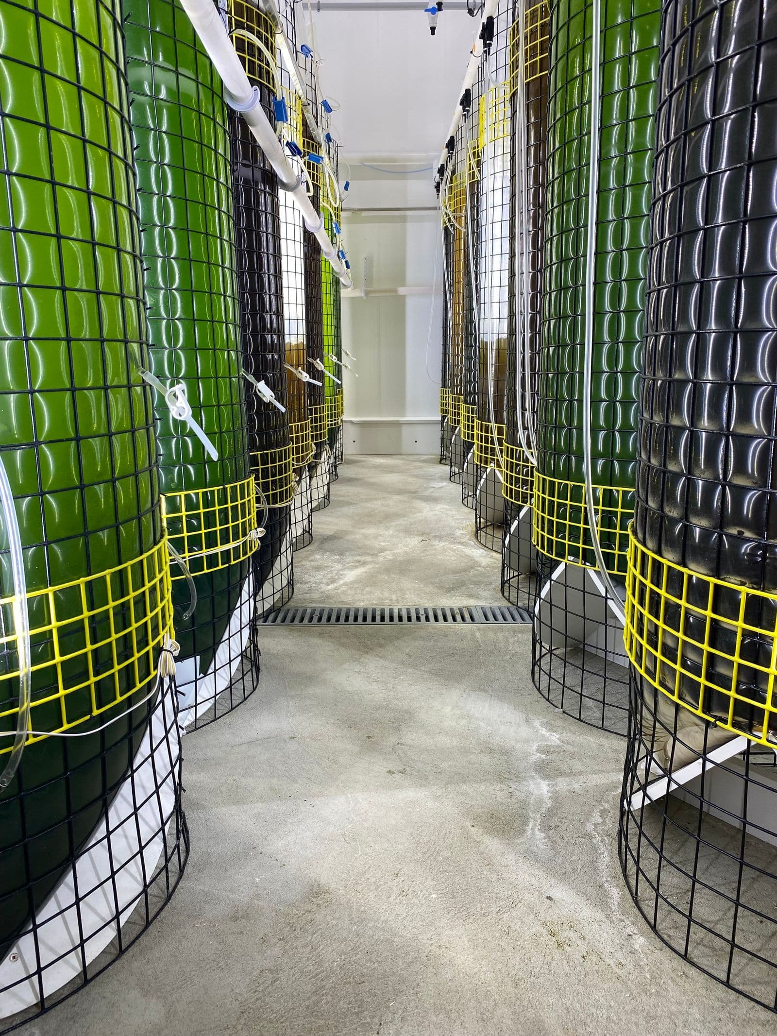 Microalgae photobioreactors in the SBSC hatchery