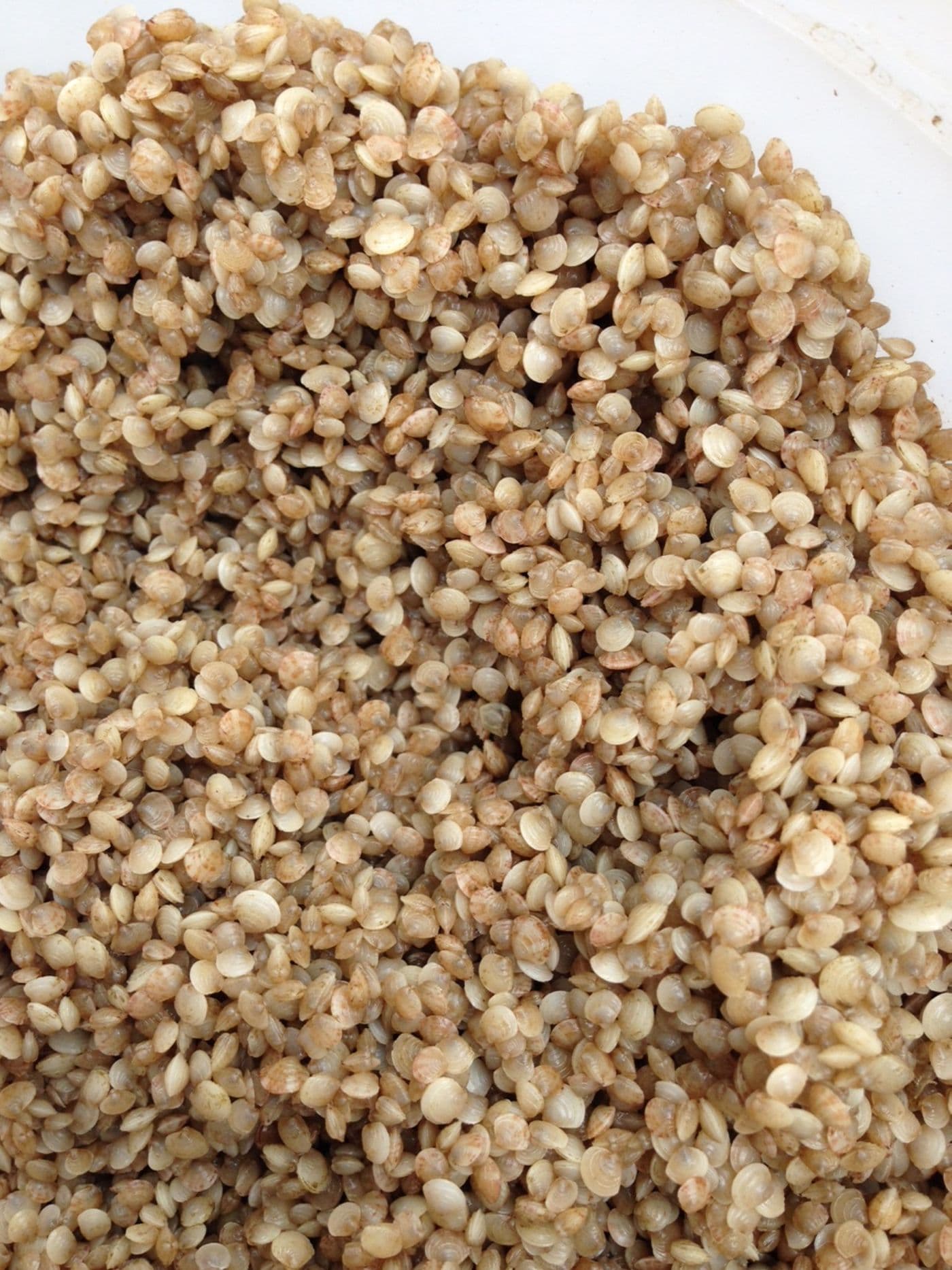 Hard clam (quahog) seed from the nursery