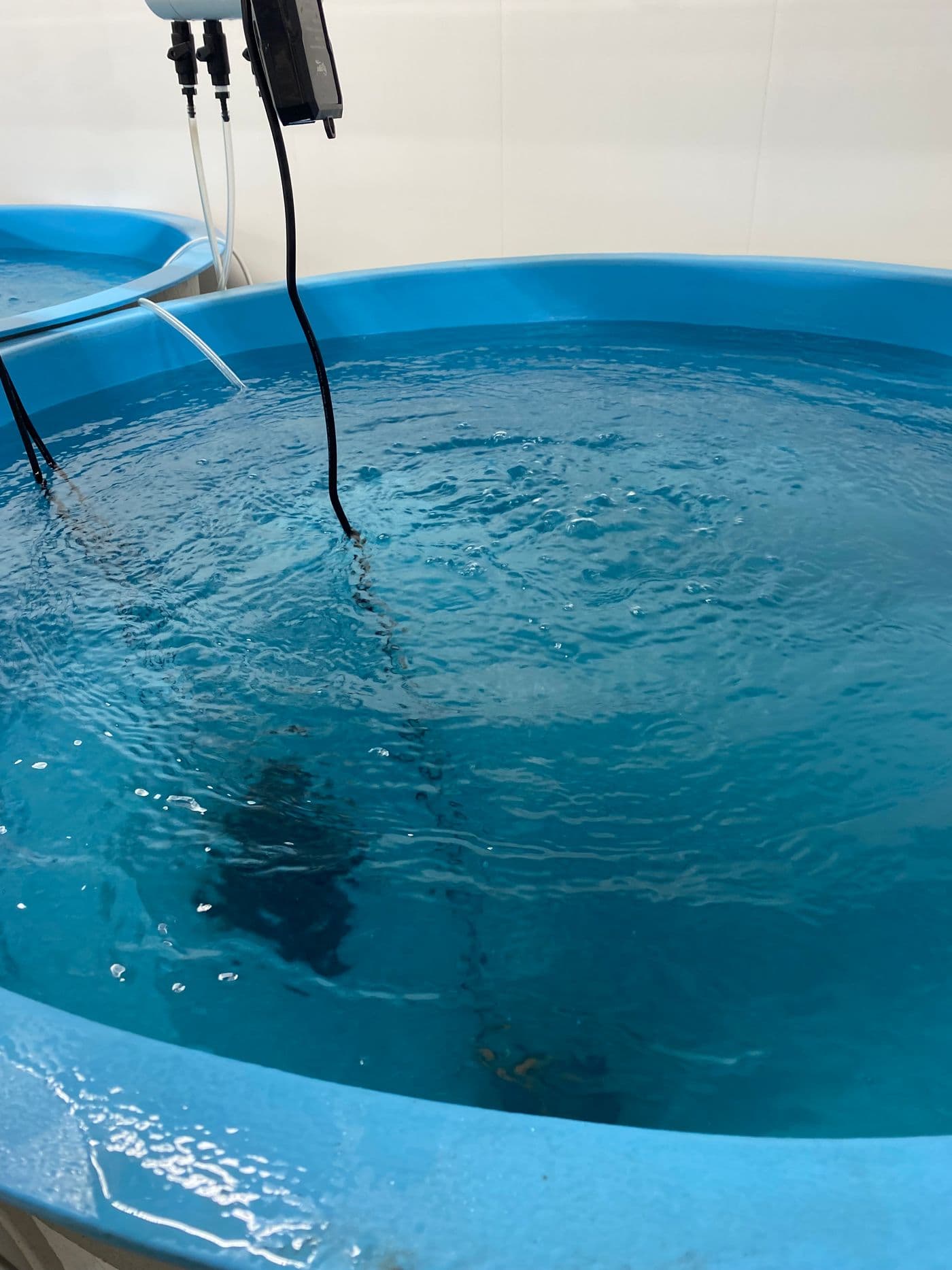 Larval rearing tank in the hatchery
