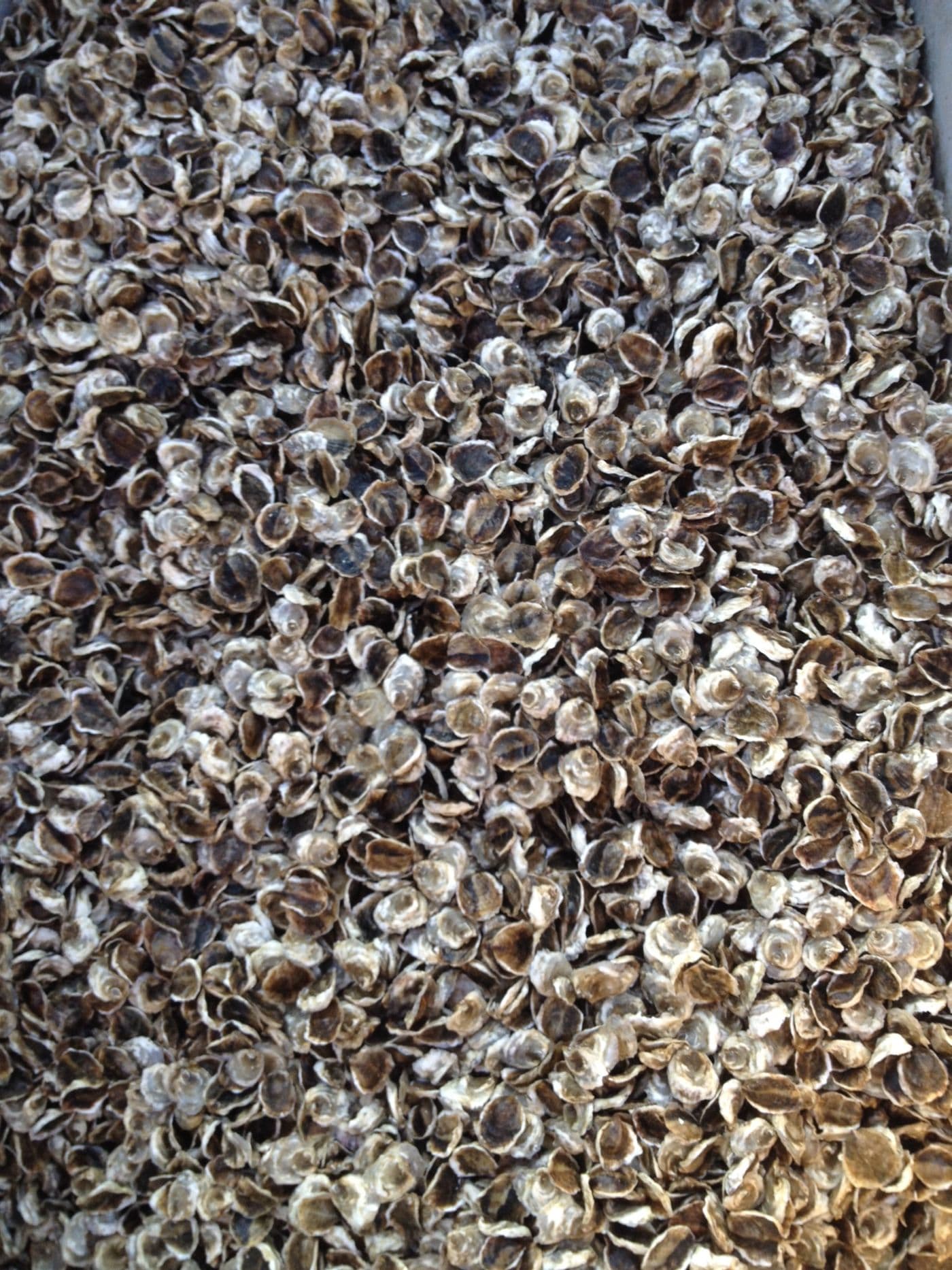 Eastern oyster seed at three-quarters of an inch