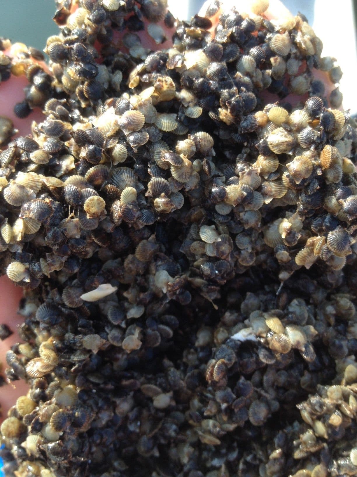 Young bay scallop seed