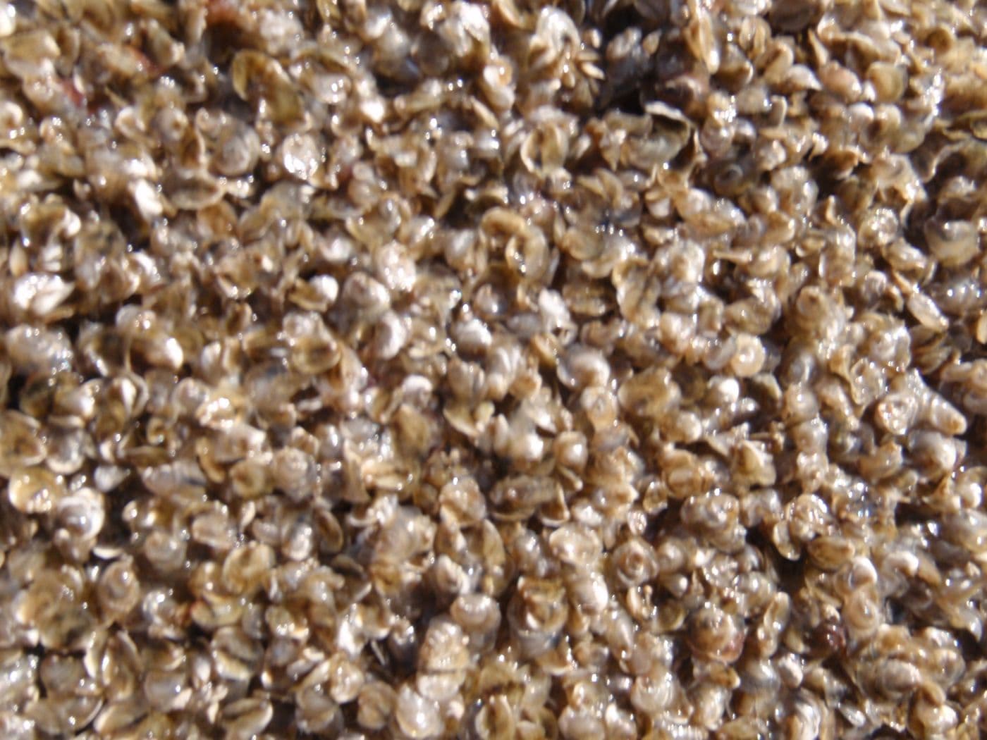 Thousands of seed larger than 4 mm, ready to ship
