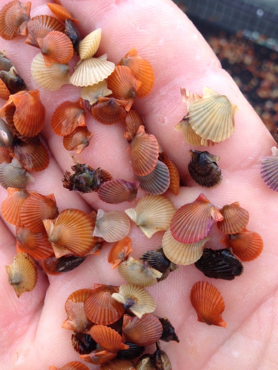 Juvenile bay scallops in a range of natural shell colors