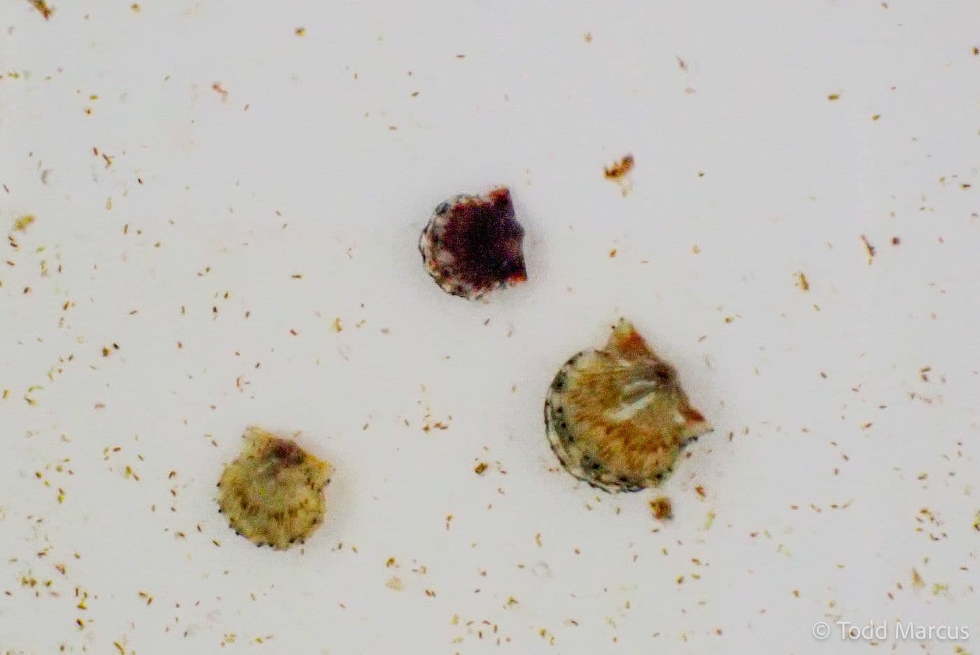 Post-set scallop seed under magnification