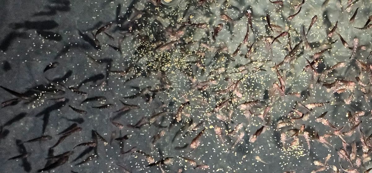 Juvenile tautog raised at SBSC