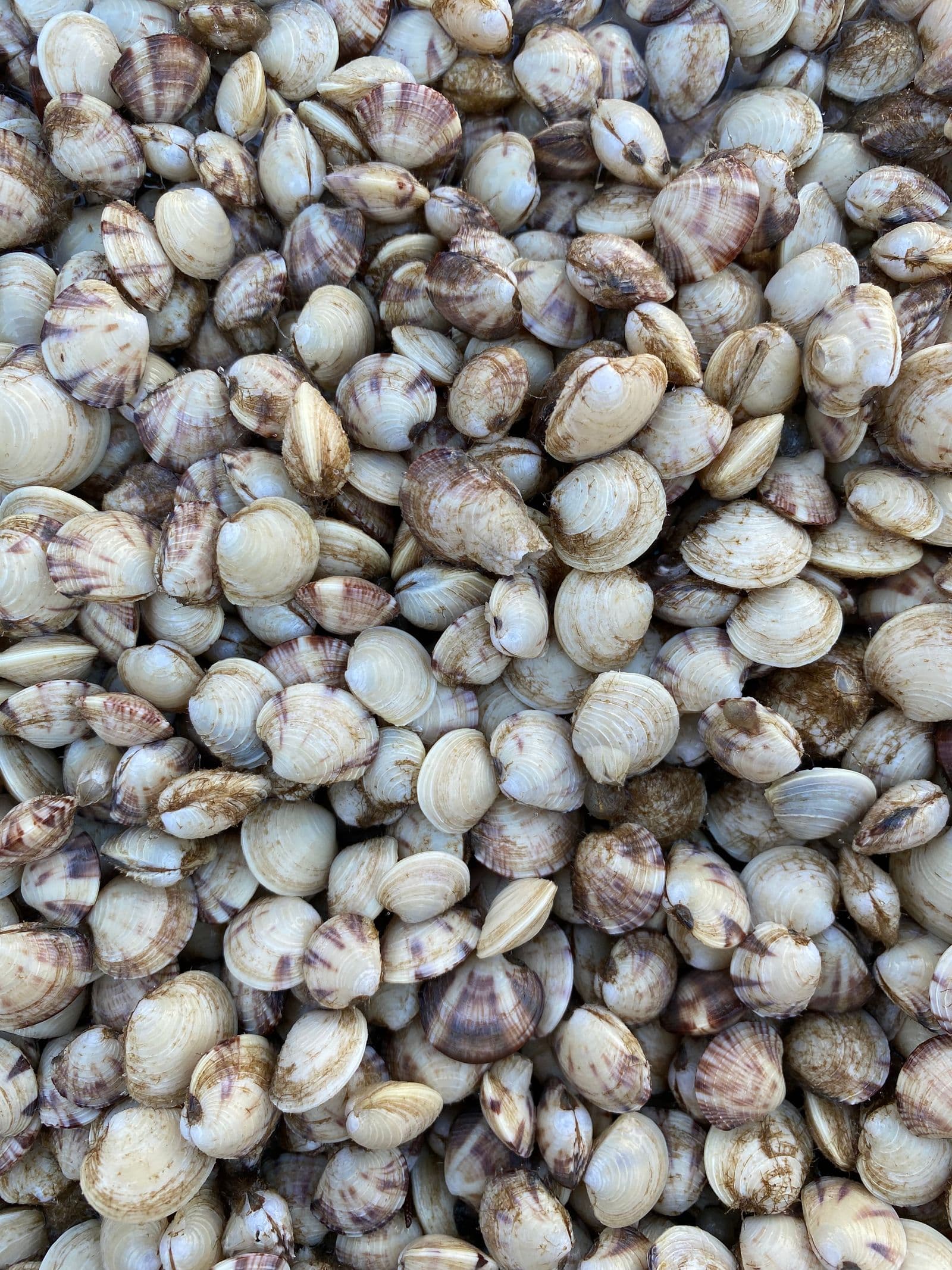 Field-ready seed larger than 4 mm