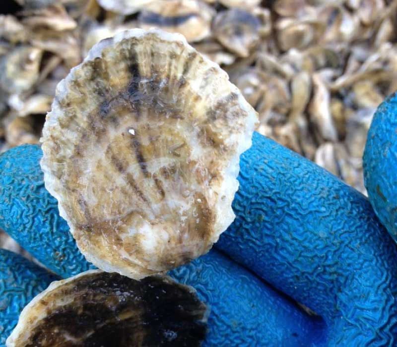 Oyster seed singles, graded and ready to ship